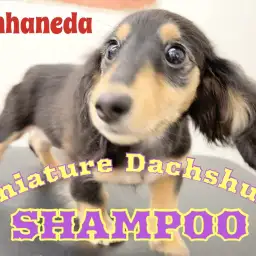 【 お手入れ大事 】今日は張り切ってダッちゃんのシャンプー!【ホンハネライフ】