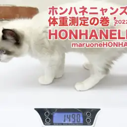 【 ホンハネライフ】体重の変動は健康状態のバロメーター