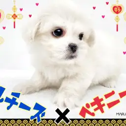 【 MIX 】どすこいボディが最高に可愛い!レアMix!マルペキがやって来た!