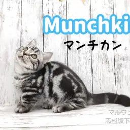 【 マンチカン 】これぞマンチカン！短足＆まんまるお顔がキュート