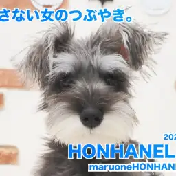 【 ミニチュアシュナウザー 】外さない女。【ホンハネライフ】