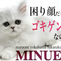 【 ミヌエット 】超丸顔の癒し系猫！得意のポーズで個性的な遊び方を披露！