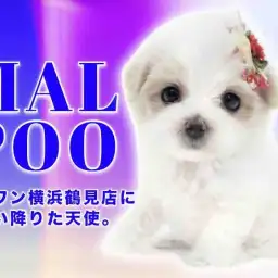 【 MIX・マルプー 】マルワン横浜 鶴見店に舞い降りた天使。