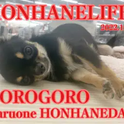 【 ごろごろチワワ 】寝顔を撮っていたらちーちゃんの特技が開花!