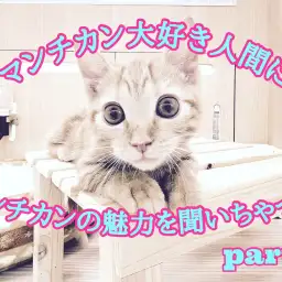 【 マンチカンレポート 】マンチカンマニアに魅力を聞いてみよう!第二弾!