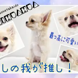 【 チワワ 】スタッフSが愛しの我が推しをご紹介!最っ高に可愛いんです!