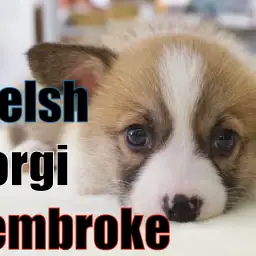 【コーギー】整ったお顔立ちとシンメトリーの模様ぷりけつ姫!