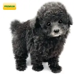 トイ・プードル