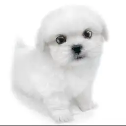 MIX（マルチーズ×ペキニーズ）