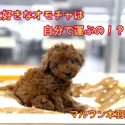 【 トイプードル  レッド 】あたちのお気に入りのオモチャはベッドに運ぶよ!