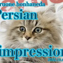 【 ペルシャちゃん成長記 】あなたホントに猫なの？驚異の食欲ゴージャスボーイ！