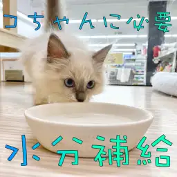 【ネコちゃんと水分】冬こそネコちゃんの水分補給を増やそう!