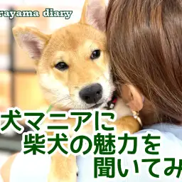 【 柴犬レポート 】柴犬マニアに柴犬の魅力を聞いてみよう!