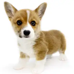 ウェルシュコーギーペンブローク