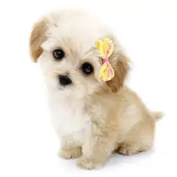 MIX（トイプードル×マルチーズ）