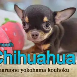 【 チワワ 】美しいチョコレアカラーと極上のビロードのような手触りのスムチー
