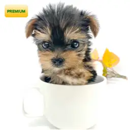 ヨークシャーテリア