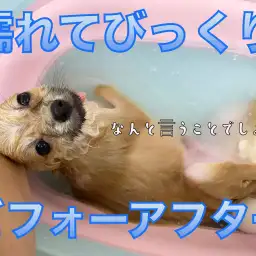 【 ポメラニアン 】濡れてびっくり!ぽぽちゃんビフォーアフター!