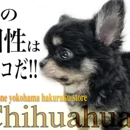 【 チワワ 】個性を求める方必見!他には無いオリジナル要素を持った被毛がポイント
