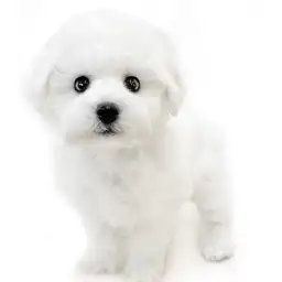 ビションフリーゼ