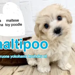 【 MIX 】人懐っこくて育てやすいMIX犬界のプリンスのマルプー!