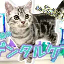 【 猫のデンタルケア 】愛猫のデンタルケア方法は歯磨きだけじゃない!