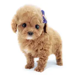 トイ・プードル