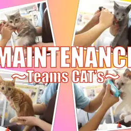 【メンテナンス】おりこうネコちゃんのノーカットメンテナンスの様子!