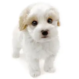 MIX（マルチーズ×トイプードル）