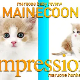 【 メインクーン 】大人気クリームカラーの超美少年登場!(本羽田店)