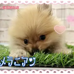 【 ポメラニアン 】王道オレンジカラー！愛嬌抜群の男の子！！