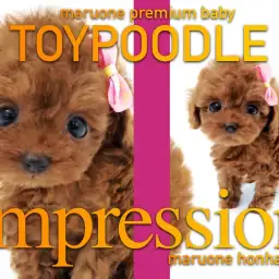 【 トイプードル 】あなたの心を奪取指数10万パワーのトイプーレッド登場！