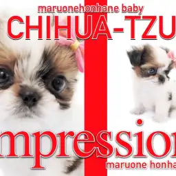 【 MIXチワズー 】父チワワと母シーズーから誕生したコミカルガール登場!