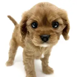 キャバリア・キングチャールズ・スパニエル