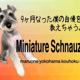 【 ミニチュアシュナウザー 】9ヶ月のシュナ君の自慢の3つ