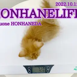 【 ホンハネ流 】体重は健康のバロメーター!毎日チェックは欠かせない!