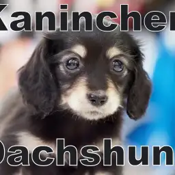 【カニンヘンダックス 】クラッシックスタイルが素敵な女の子がやってきた!