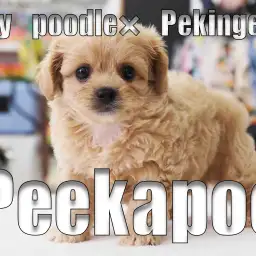 【 ペキプー アプリコット 】ライオンと羊が融合した様なMIXわんこ登場!