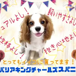 【 キャバリア 】ビジュアル良し!飼いやすさ良し!寄り添わんこに成長中!
