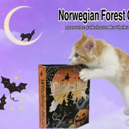 【 ノルウェージャンフォレストキャット 】優しいカラーの穏やかな大型猫種