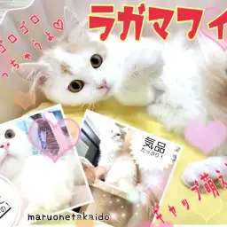 【 ラガマフィン 】気品あふれる王子様に変身!にゃんこ界のテディベア!