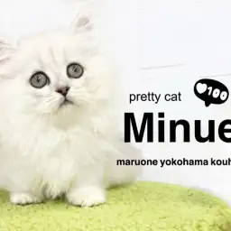 【 ミヌエット 】超短足!シルバーカラーの癒し系女子