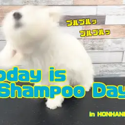 【 お手入れ】お手入れ大事!今日は張り切ってシャンプーの日