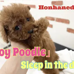 【 ホンハネライフ 】トイプードルちゃん!ドライ中に寝る!の巻!