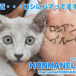 【 ホンハネライフ 】ロシアンブルーの魅力の沼。