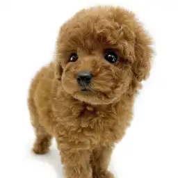 トイ・プードル