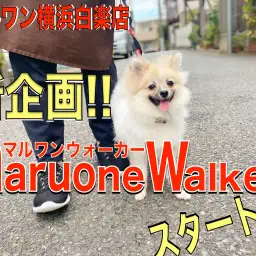 【 マルワンウォーカー 】白楽店新企画!散歩体験でペットライフをシュミレーション