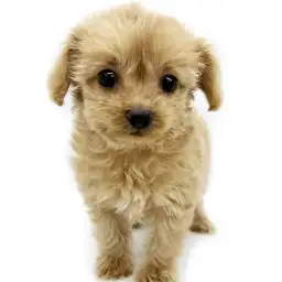 MIX（チワワ×トイプードル）