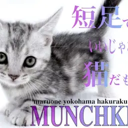 【 マンチカン 】わずか4cmの短足!超懐っこくて一緒に遊びたい方必見!