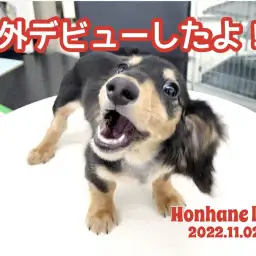 【 トレーニング 】初めてお部屋のお外に出てみたよ!ダックスちゃんの巻